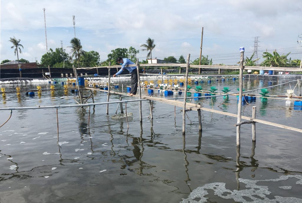 Ben Tre day manh phat trien tom nuoi ung dung cong nghe cao. Anh: Thanh Nhan