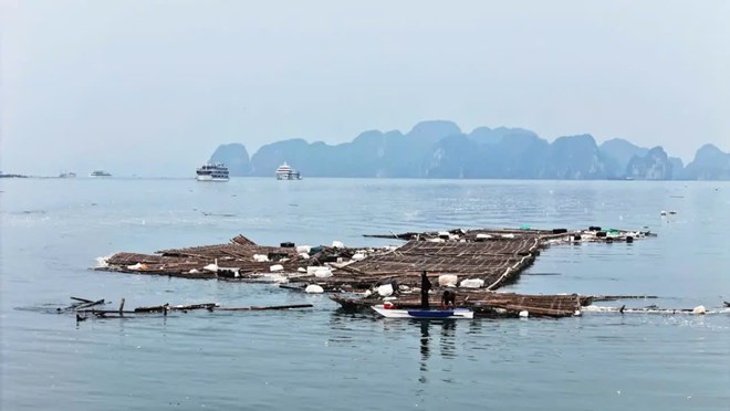 Cac be tre vo ra tu khu nuoi trong thuy san troi noi tren vinh Ha Long sau bao Yagi. Anh: Hoang Duong.