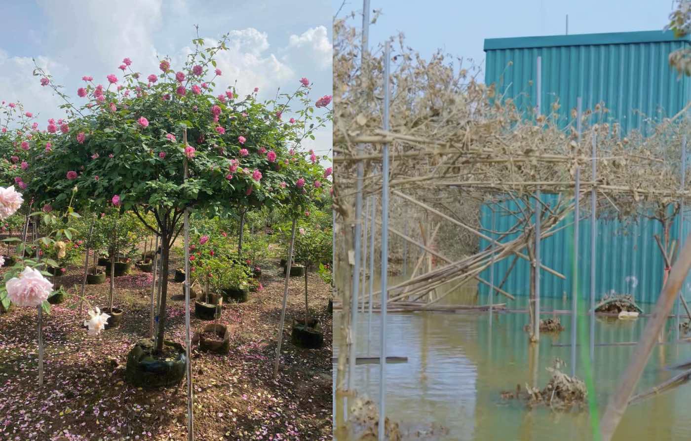 A rose garden worth billions of dong in Me Linh (Hanoi) turned into dry firewood after the flood. Photo: Luong Hanh