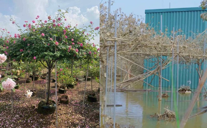 A rose garden worth billions of dong in Me Linh (Hanoi) turned into dry firewood after the flood. Photo: Luong Hanh