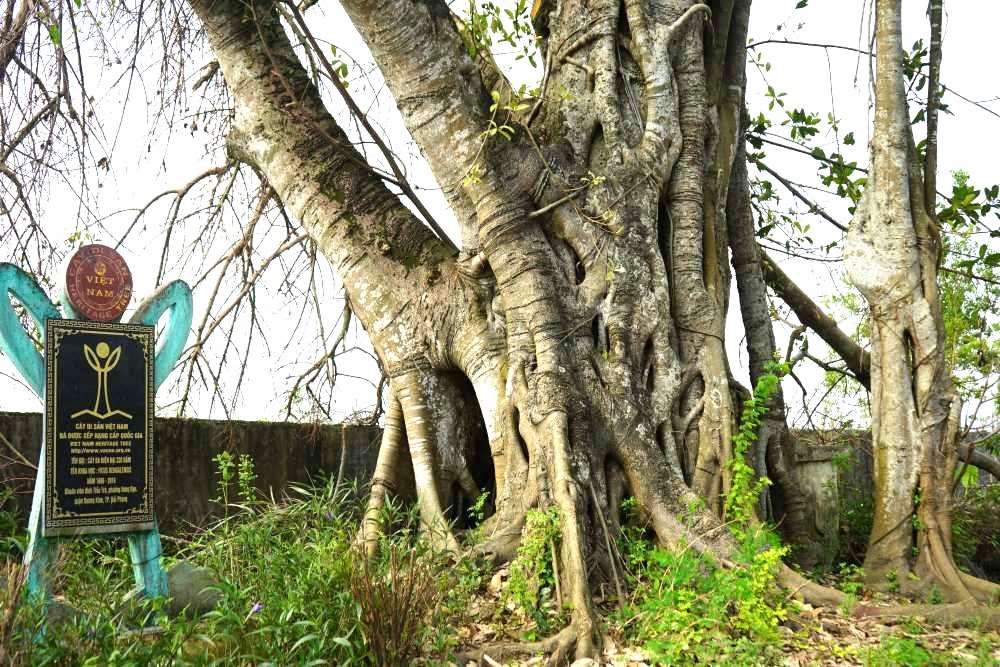 Cây đa ở đình Tiểu Trà có tuổi đời gần 340 năm, là niềm tự hào của người dân Tiểu Trà (Hưng Đạo, Dương Kinh, Hải Phòng). Ảnh: Mai Dung