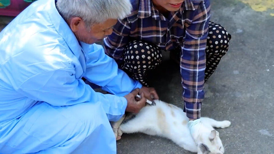 Breaking the boundaries of rabies. Photo: Viet Anh