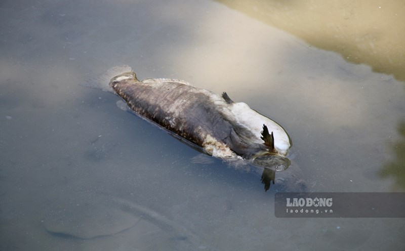 The Ministry of Natural Resources and Environment continues to take water samples in Tuyen Quang for testing after the lead-zinc sludge dam burst in Bac Kan, which caused much damage to people's agricultural production. Photo: Viet Bac.