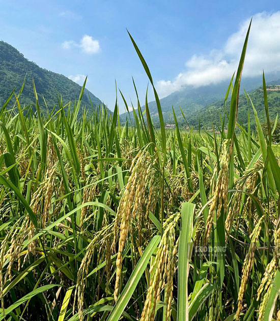 Thoi diem cuoi thang 9.2024, canh dong xa Muong Vi rong gan 200 ha dang do nga vang. Do noi day khong co gio manh trong dot mua vua qua nen lua khong bi gay do, cac thua ruong bac thang van giu duoc ve dep ven nguyen. 