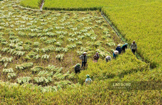 Voi 12 sao ruong, cay hoan toan bang giong lua Seng cu, chi Do Thi Huyen, thon Lam Tien, xa Muong Vi cho biet: “Tu khi cay giong lua Seng cu nang suat mang lai rat tot, gia thanh lai cao. Nho the ma gia dinh toi thoat ngheo, con cai duoc an hoc day du”.