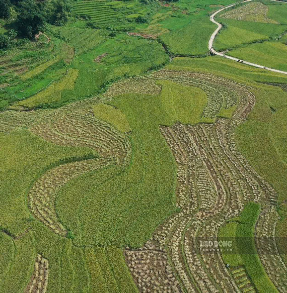 Ong Tan Lao U, Chu tich UBND xa Muong Vi, huyen Bat Xat cho biet: “Den nay, dia phuong da quy hoach, phat trien duoc vung trong lua Seng cu 2 vu. Trong do, vu xuan la 160 ha, vu mua 225 ha. San luong dat tren 22.000 tan, mang lai nguon thu tren 32 ti dong cho nong dan”.