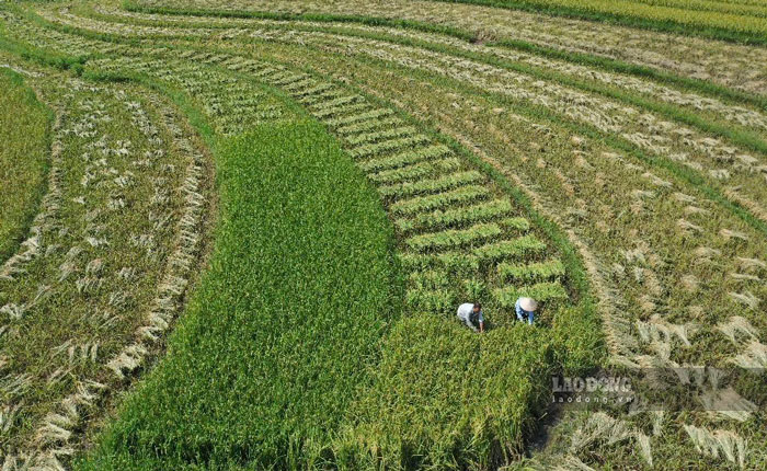 Hau het dien tich lua Seng Cu duoc trong doc theo thung lung Muong Vi va day cung la vua lua lon nhat cua huyen Bat Xat. Voi phuong thuc canh tac co truyen co tu ngan xua cua ba con nguoi Day, nguoi Dao da tao cho gao Seng Cu huong vi rat dac trung, dam da, thom ngot va co ham luong dinh duong cao.