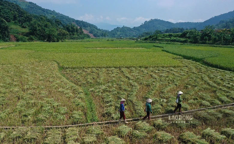 Ba con nong dan dang tranh thu thoi tiet nang rao de gat lua.