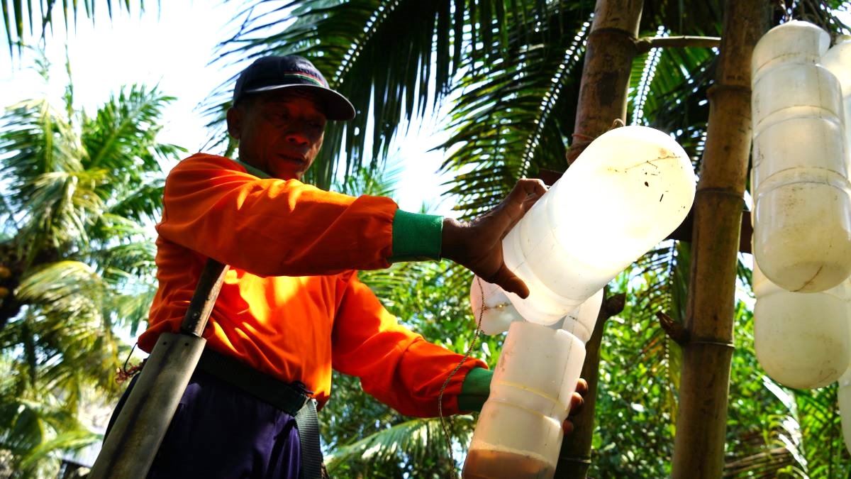 Farmers collect coconut nectar.