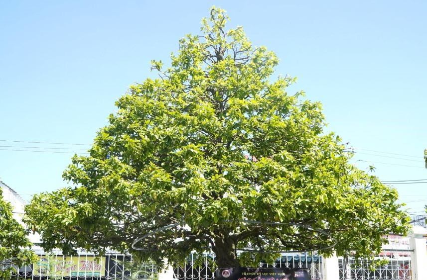 The strange and beautiful Ancient Apricot tree in Kien Giang has set a Vietnamese record. Photo: Nguyen Anh