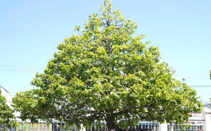 The strange and beautiful Ancient Apricot tree in Kien Giang has set a Vietnamese record. Photo: Nguyen Anh