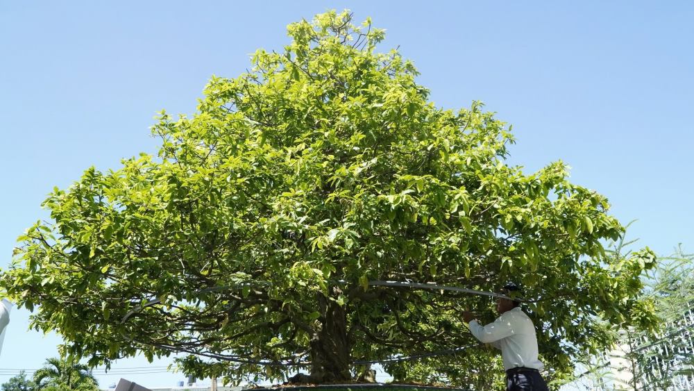 Admire the ancient mai tree in Kien Giang that set a Vietnamese record