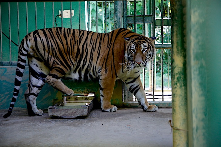 Typically, 7 Indochinese tigers were rescued in August 2021 from a criminal case carried out by Nghe An Provincial Police. The 7 tigers were taken to Pu Mat National Park (Nghe An) for care, and in March 2022, they were handed over to Phong Nha - Ke Bang National Park to create conditions for the tigers to develop better. Photo: Cong Sang