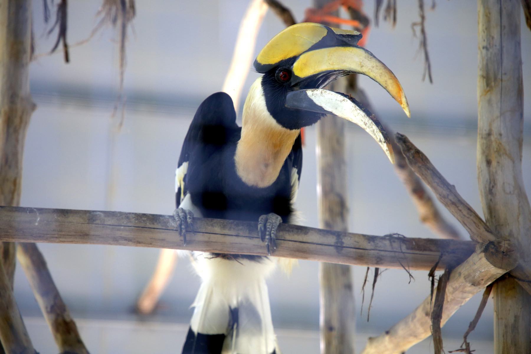 Of these, 3 individuals were voluntarily handed over by local people. The remaining 2 hornbills were transferred from the Hanoi Wildlife Rescue Center. Photo: Cong Sang