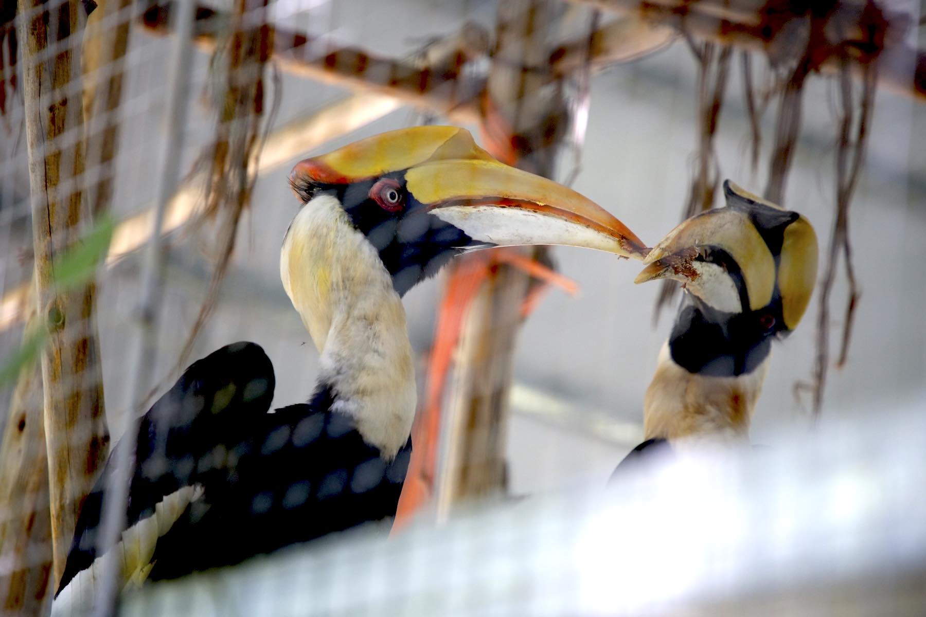 The hornbills are raised in large iron cages, creating an environment similar to nature to help restore their habits. The hornbill is a rare bird, listed in the Vietnam Red Book, belonging to group Ib - endangered forest animals, strictly prohibited from exploitation and use for commercial purposes. Photo: Cong Sang