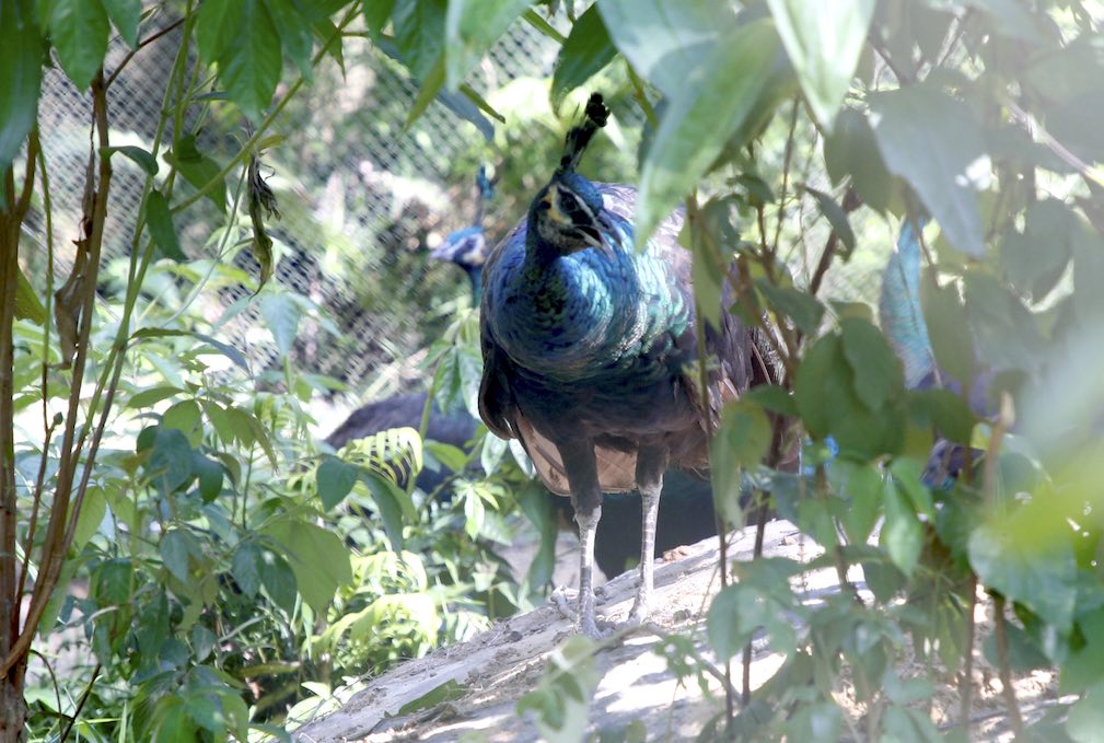 The Center for Rescue, Conservation and Development of Creatures is also taking care of 5 yellow-cheeked peafowl, a rare bird listed in the Vietnam Red Book, belonging to group 1B. These individuals were transferred and cared for by Cuc Phuong National Park. Photo: Cong Sang