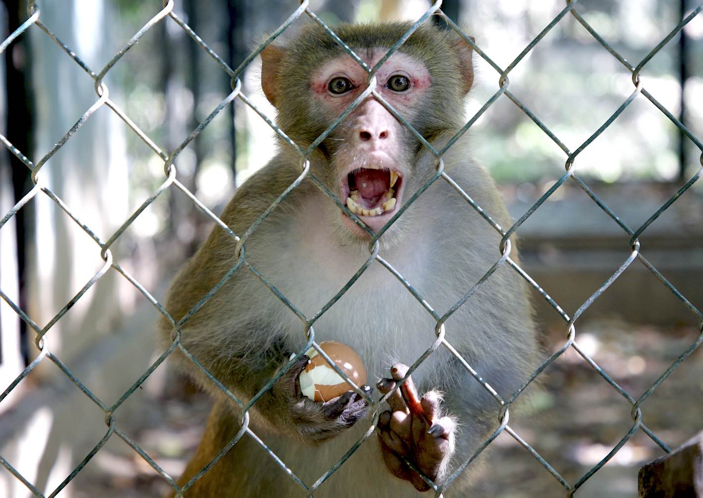 In addition to the animals listed in the Red Book, the center also cares for and raises other animals such as monkeys, civets, turtles, etc. Photo: Cong Sang