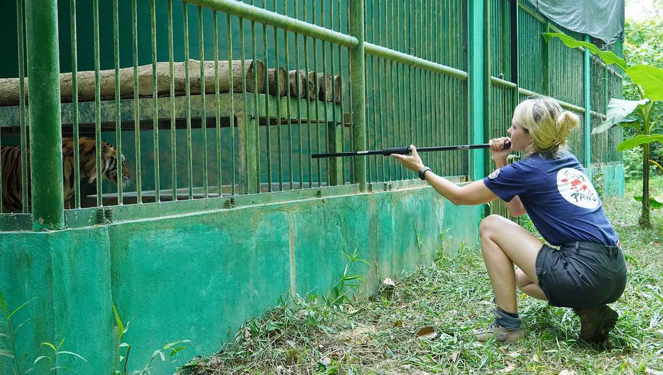 Các đơn vị bảo tồn động vật, tiến hành tiêm vaccine cho 7 cá thể hổ đang được chăm sóc, nuôi dưỡng tại đây. Các chuyên gia đã khám lâm sàng, kiểm tra sức khỏe, lấy mẫu xét nghiệm và tiêm vaccine Purevax cho hổ. Ảnh: Công Sáng