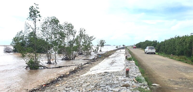 Many sea dikes in Western Ca Mau no longer have forests, so waves hitting the foot of the dikes when a storm occurs will greatly affect the dikes. Photo: Nhat Ho