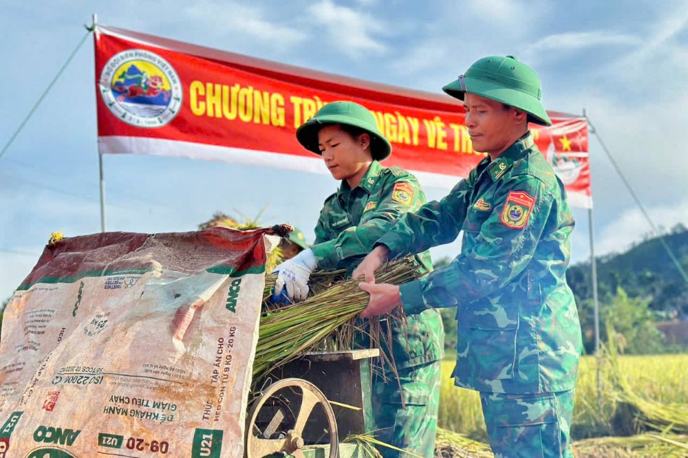 Border guards help people on the border harvest rice on the occasion of National Day, September 2. Photo: Vo Tien