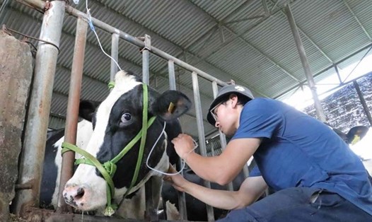 Hàng trăm con bò sữa ở Lâm Đồng đã bị chết sau khi tiêm vaccine. Ảnh: Bảo Lâm