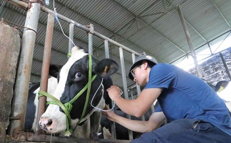 Hundreds of dairy cows in Lam Dong died after being vaccinated. Photo: Bao Lam