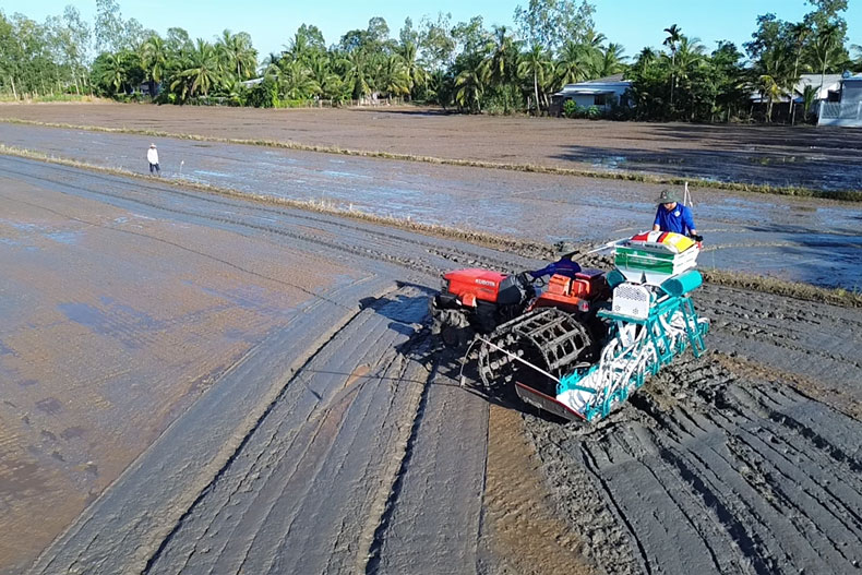 Vụ lúa Đông Xuân 2024, toàn tỉnh Sóc Trăng có 340 ha lúa chuyên canh chất lượng cao, giảm phát thải. Ảnh: Phương Anh