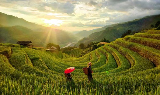 Mùa vàng ở Mù Cang Chải. Ảnh: Giàng Hạnh Phúc