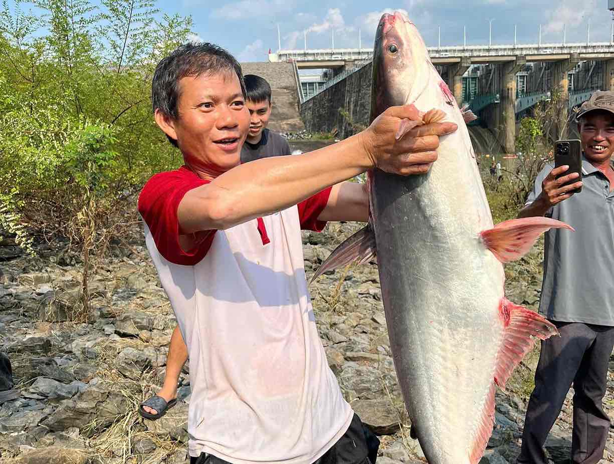 People caught a giant fish at the foot of Tri An Hydropower Dam. Photo: Cong Hien