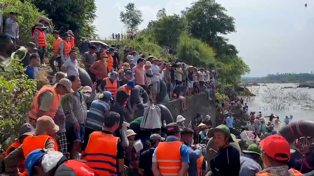 Hundreds of people flocked to Tri An Hydropower Plant to catch giant fish. Photo: HAC
