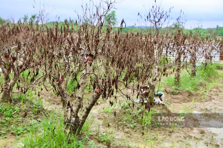 Many peach blossom growing areas in Cam Gia peach village (Thai Nguyen city) suffered heavy damage. Photo: Viet Bac