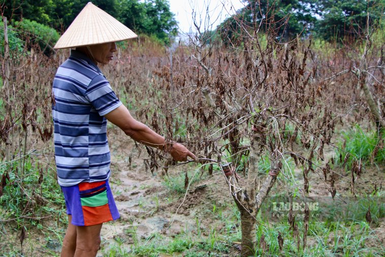 Hang chuc ha dien tich tai lang dao Cam Gia bi thiet hai nang ne. Anh: Viet Bac.