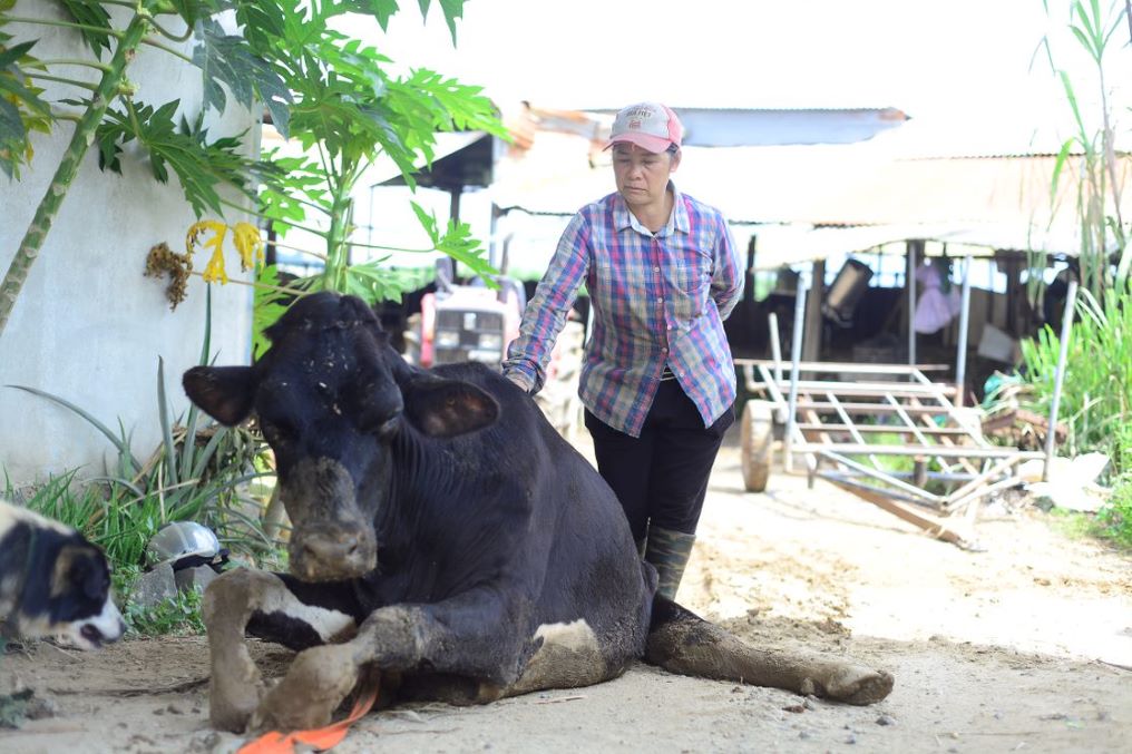 Nguoi dan buon rau vi bo sua bi benh. Anh: Bao Lam