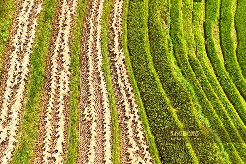 Những thửa ruộng bậc thang tạo nên một khung vô cùng thơ mộng và lãng mạn trong buổi chiều tà.