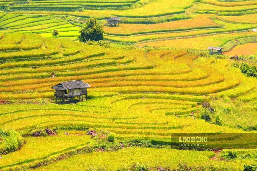 Giữa khung cảnh ấy, mỗi độ thu về, những thửa ruộng bậc thang ở các xã Sín Chải, Tả Sìn Thàng, Tả Phìn, Sính Phình... của huyện vùng cao Tủa Chùa lại khoác lên mình tấm áo vàng óng ả.