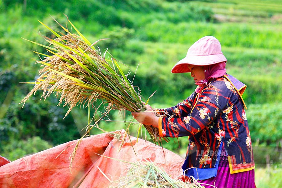  Vì địa hình chủ yếu là núi cao, nên người dân thu hoạch lúa bằng phương pháp thủ công quen thuộc.