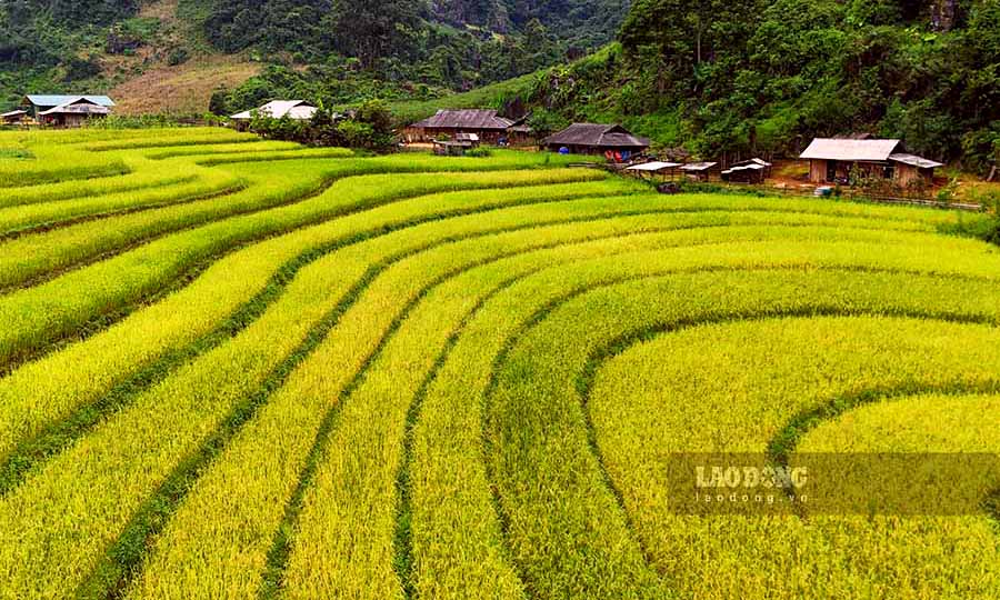  Với những mảng màu vàng óng ả, xen lẫn với màu xanh của cây lá, giúp Tủa Chùa tạo nên một vẻ đẹp khó quên trong mắt du khách.