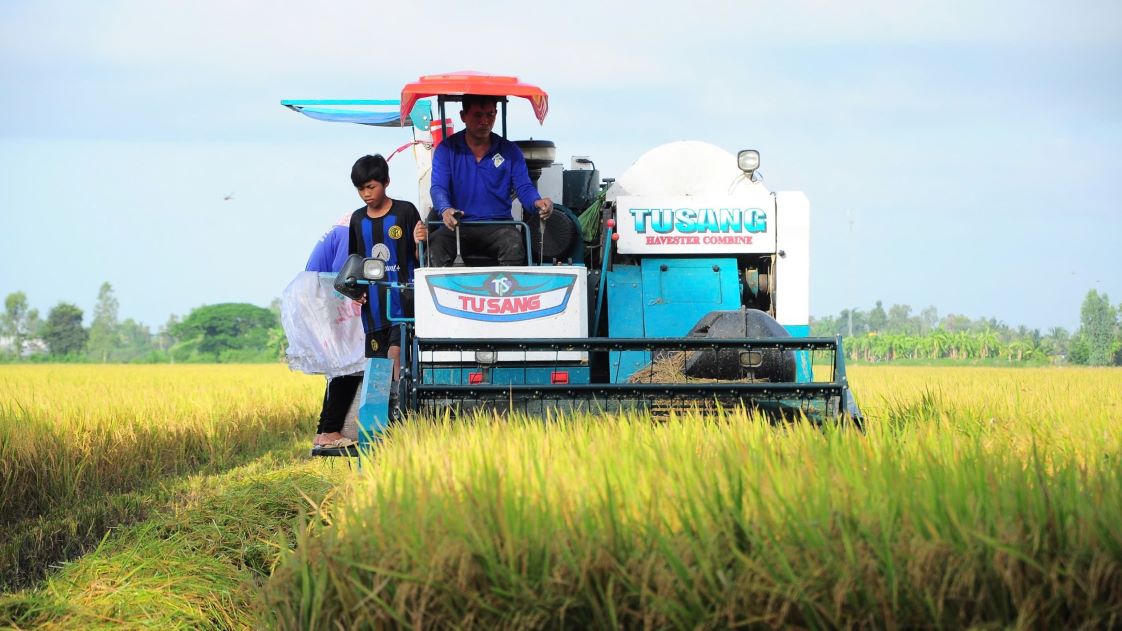 Thu hoạch lúa chất lượng cao phát thải thấp ở HTX Tiến Thuận, xã Thạnh An, huyện Vĩnh Thạnh, TP Cần Thơ. Ảnh: Tạ Quang.