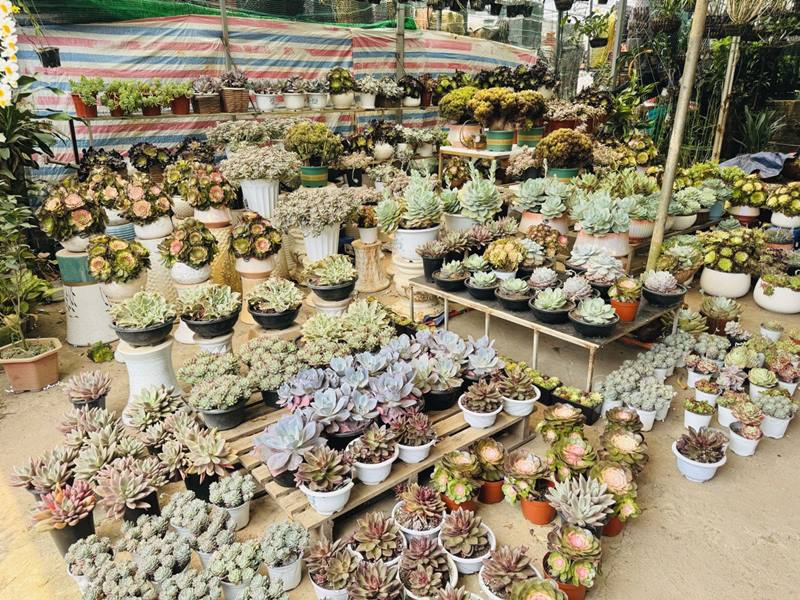 Various varieties of rock flowers are sold. Photo: Linh Boo