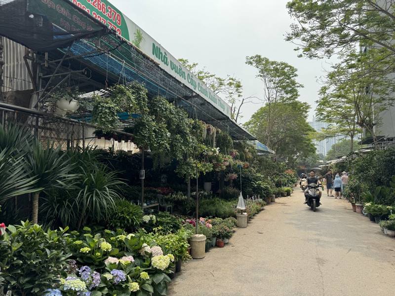 Prices of ornamental plants range from a few dozen to a few hundred. Photo: Linh Boo