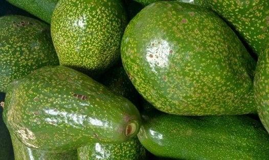 Bơ là một trong những loại trái cây ít đường tốt giảm cân nếu biết cách ăn đúng. Ảnh: Kiều Vũ