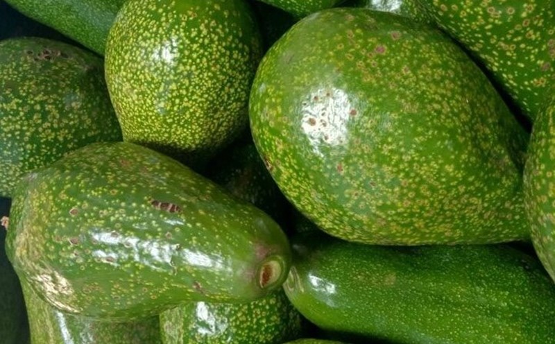 Bơ là một trong những loại trái cây ít đường tốt giảm cân nếu biết cách ăn đúng. Ảnh: Kiều Vũ