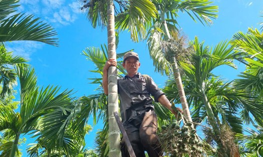 Thương lái đổ xô đến khắp các vùng quê ở Quảng Ngãi để thu mua cau tươi. Ảnh: Viên Nguyễn