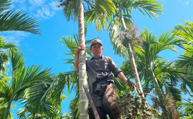 Thương lái đổ xô đến khắp các vùng quê ở Quảng Ngãi để thu mua cau tươi. Ảnh: Viên Nguyễn