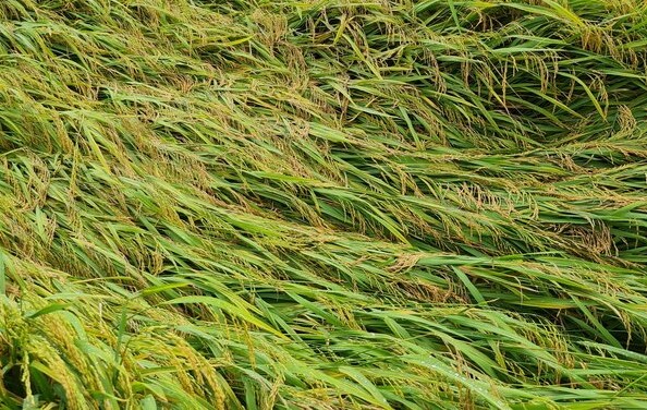 Lúa hè thu chờ thu hoạch tại Bạc Liêu ảnh hưởng mưa bão bị sập nhiều nơi. Ảnh: Nhật Hồ