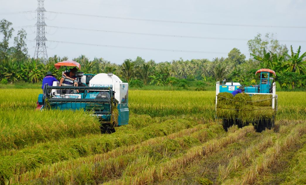 Nông dân tham gia mô hình thí điểm 1 triệu ha lúa chất lượng cao.