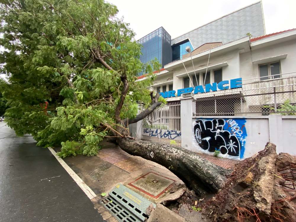 A tree was uprooted at the intersection of Ly Chinh Thang and Tran Quoc Thao streets, District 3. Photo: Anh Tu