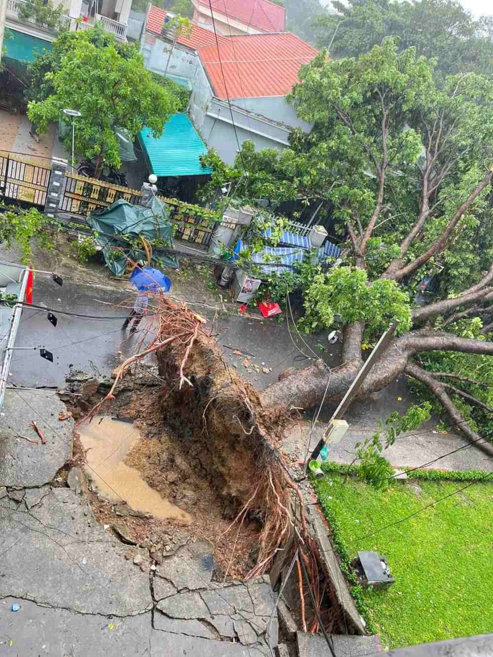 Fallen tree in block K of Thanh Da residential area. Photo: Provided by residents