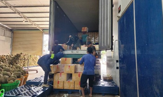 Bên trong một kho cấp đông sầu riêng của doanh nghiệp tại địa bàn huyện Krông Pắk, tỉnh Đắk Lắk. Ảnh: Bảo Trung