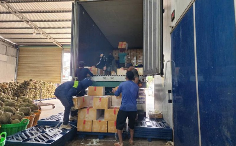 Bên trong một kho cấp đông sầu riêng của doanh nghiệp tại địa bàn huyện Krông Pắk, tỉnh Đắk Lắk. Ảnh: Bảo Trung